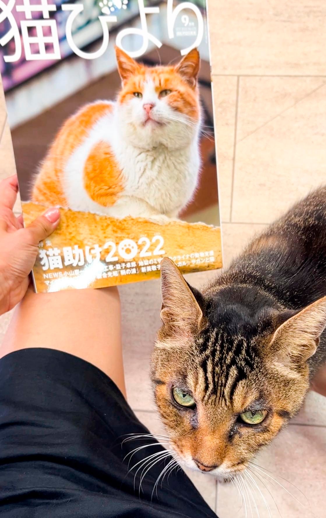 看板猫の江ノが雑誌猫びよりの8月号にでました