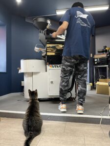 作業が終わって焙煎士さんに遊んでもらうのを待っている看板猫の江ノ