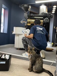 焙煎機設置直後、遊んでもらえる不貞腐れる看板猫の江ノ