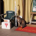 開店を待つ看板猫の江ノ