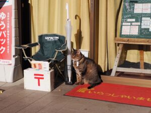 開店を待つ看板猫の江ノ