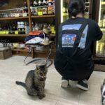 構ってもらえない看板猫