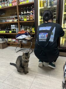 構ってもらえない看板猫
